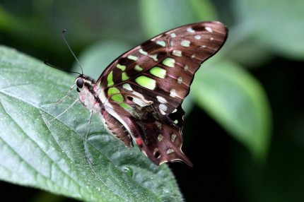 Macro d’insectes