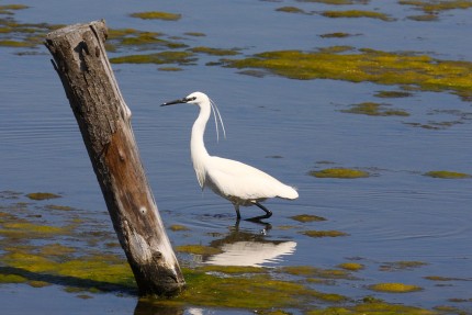 Grande Aigrette