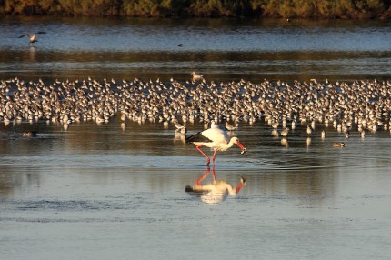 Cigogne au déjeuner