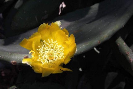 Fleur de figuier de barbarie (Turquie)