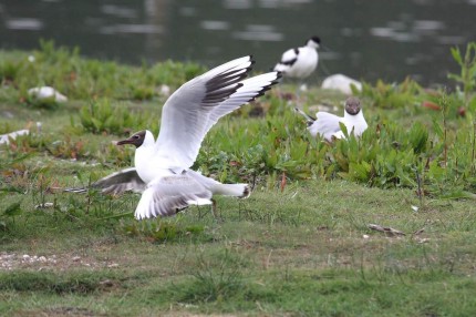 Union de mouettes rieuses