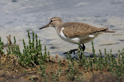 Bécasseau variable