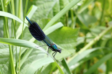 Libellule des bords de Loire