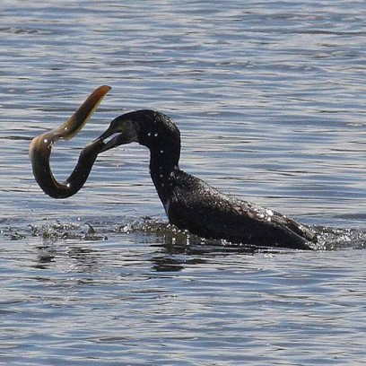 Trop gourmand…