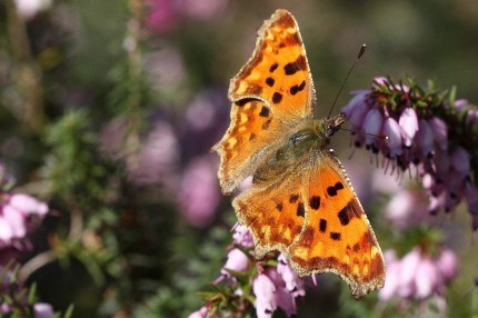 Macro d’insectes