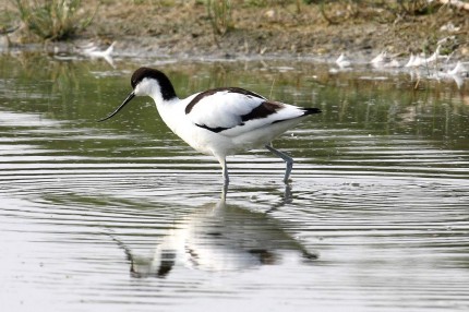 Avocette au Marquenterre