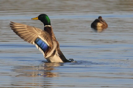 Colvert-à-la-toilette