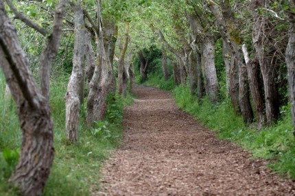 Parc ornithologique de Marquenterre (Somme)