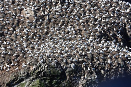 Colonie de fous de bassan des 7 iles