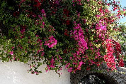 Bougainvillier de Naoussa  1 (Paros)