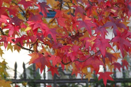 l’automne au jardin public 14