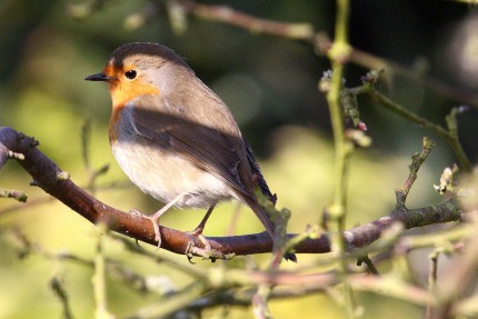 Rouge gorge