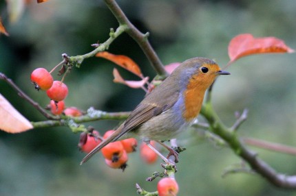 Rouge-gorge