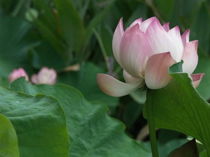 Fleur de Lotus (ile de la Réunion)