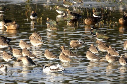 Flirt d’avocettes au milieu des vanneaux huppés