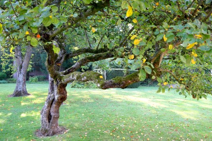 Jardin de l’ancien monastère du Carmel Abbeville