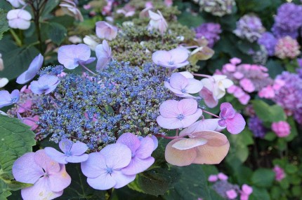 Hydrangea de mon jardin