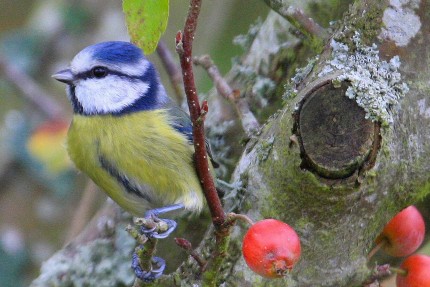 Mésange bleue