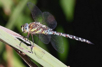 Macro d’insectes