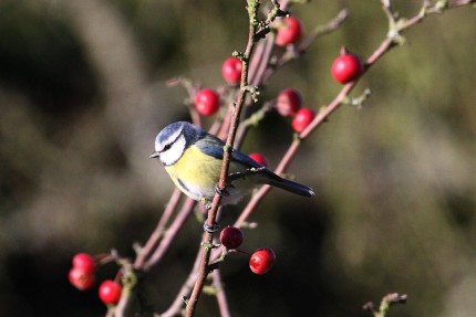 Mésange bleue