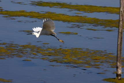 Grande aigrette