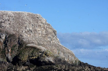 La colonie de fous de bassan des 7 iles