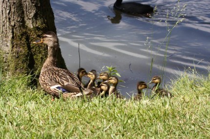 Belle famille Colver