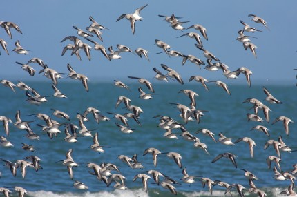 Bécasseaux Sanderling