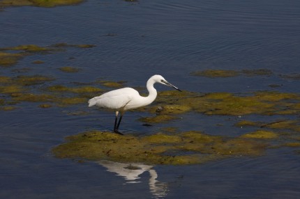 Grande aigrette