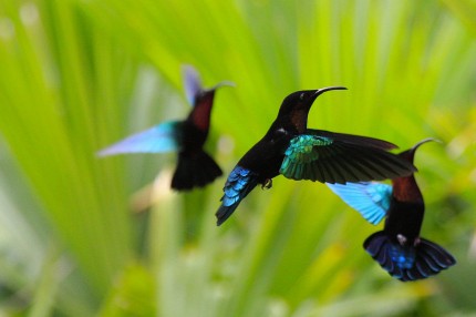 Colibris de Balata (Martinique)