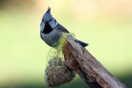 Mésange huppée au nourissage