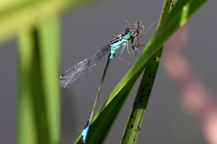 Repas d’Agrion