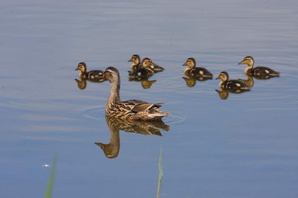 Belle famille Colver