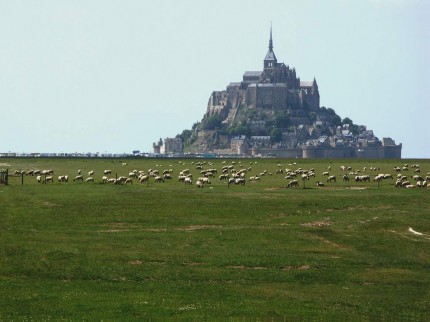 Moutons de prés salés de la baie du mont St Michel
