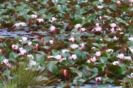 Lotus du Teich