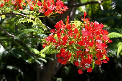 Flamboyan Guadeloupe