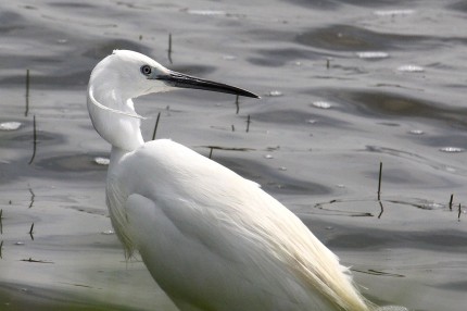 Aigrette-garzette