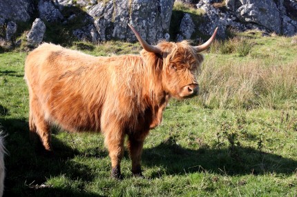 Veau des Highlands