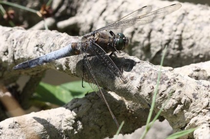 Macro d’insectes