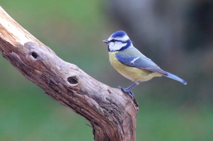 Mésange bleue