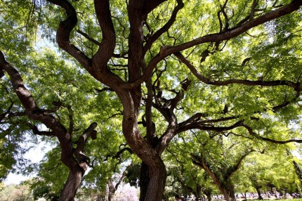 Lisbonne  jardin do Altramar