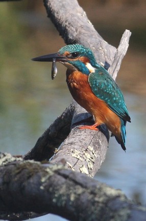 Martin le pêcheur