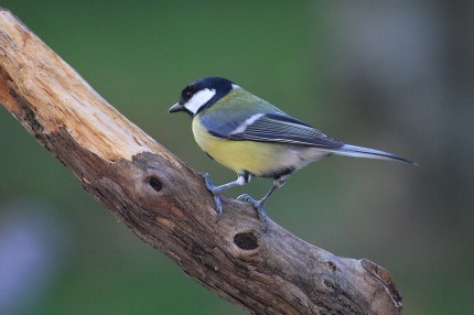 Mésange charbonnière