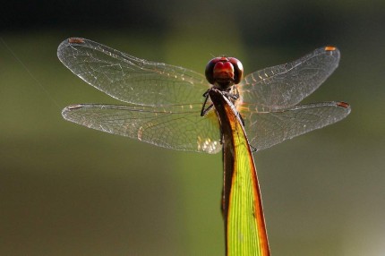 Rencontre avec une jolie demoiselle (Sympétrum Sanguinéum)