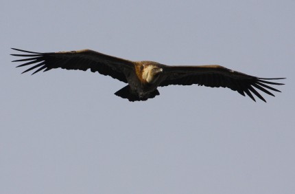 Vautour-fauve-du-Verdon