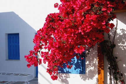 Bougainvillier de Naoussa (Paros)