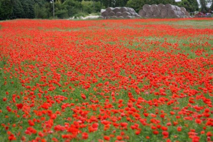 Champs de coquelicots