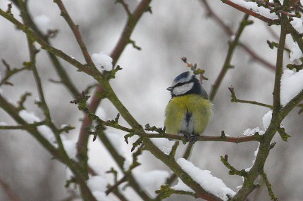 Mésange bleue