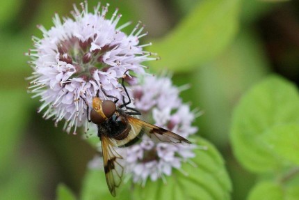 Macro d’insectes