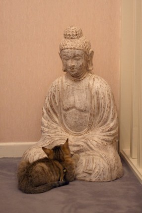 Notre chatte en méditation